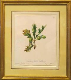 Emily Stackhouse Common British Oak Quercus Robur  - 2785890