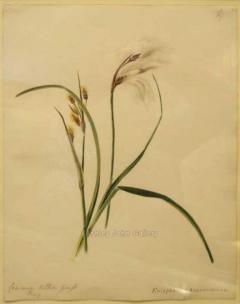 Emily Stackhouse Common Cotton Grass Eriophorum Angustifolium  - 2785885