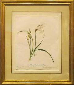 Emily Stackhouse Common Cotton Grass Eriophorum Angustifolium  - 2785888