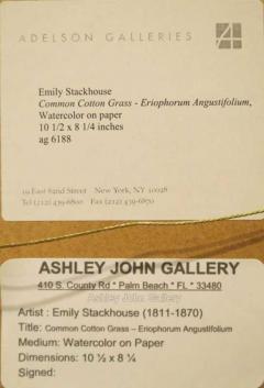Emily Stackhouse Common Cotton Grass Eriophorum Angustifolium  - 2785892
