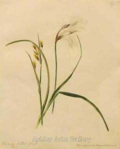 Emily Stackhouse Common Cotton Grass Eriophorum Angustifolium  - 2790868