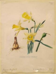 Emily Stackhouse Common Daffodil Narcissus Pseudo Narcissus  - 2785880