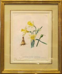 Emily Stackhouse Common Daffodil Narcissus Pseudo Narcissus  - 2785883