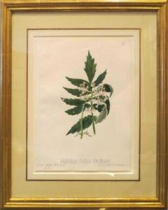 Emily Stackhouse Great Wild Valerian Valeriana Officinalis  - 2785859