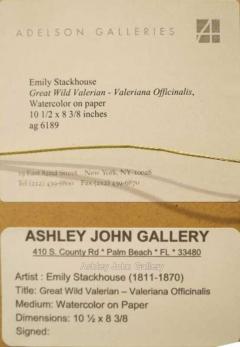 Emily Stackhouse Great Wild Valerian Valeriana Officinalis  - 2785860