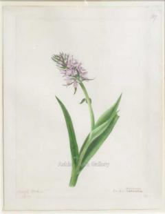 Emily Stackhouse Marsh Orchid Orchis Maculata  - 2785853