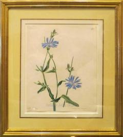 Emily Stackhouse Wild Chicory Chichorium Intybus  - 2785836