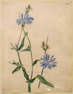 Emily Stackhouse Wild Chicory Chichorium Intybus  - 2785837