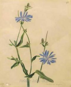 Emily Stackhouse Wild Chicory Chichorium Intybus  - 2790859