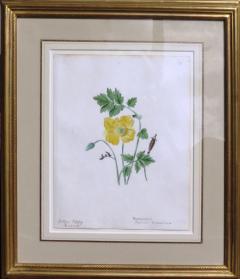 Emily Stackhouse Yellow Poppy Papaver Cambricum - 111334