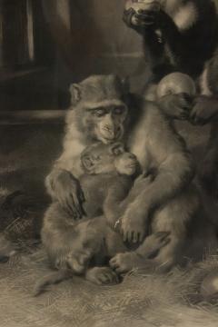 English Victorian Monkeys Lithograph - 4517090
