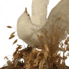 English Victorian White Dove Taxidermy - 4321465