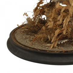English Victorian White Dove Taxidermy - 4321466