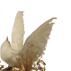English Victorian White Dove Taxidermy - 4321467