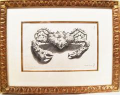 Engraved Maria Sybilla Merian G E RUMPHIUS Sea Life Prints Set of 6  - 3059989