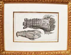 Engraved Maria Sybilla Merian G E RUMPHIUS Sea Life Prints Set of 6  - 3059990