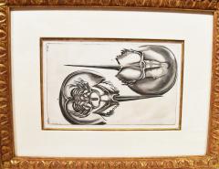Engraved Maria Sybilla Merian G E RUMPHIUS Sea Life Prints Set of 6  - 3059991
