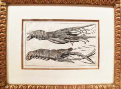 Engraved Maria Sybilla Merian G E RUMPHIUS Sea Life Prints Set of 6  - 3059992