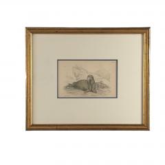 Engraving of a Walrus 19th century - 4048635