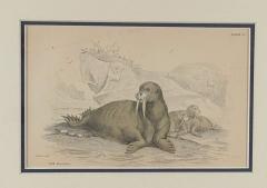 Engraving of a Walrus 19th century - 4048636