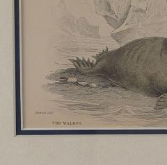 Engraving of a Walrus 19th century - 4048637