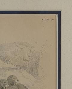 Engraving of a Walrus 19th century - 4048638