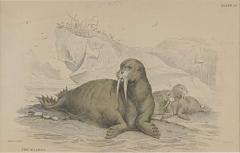 Engraving of a Walrus 19th century - 4048913