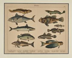 Fish Engraving Germany circa 1880 - 4289757