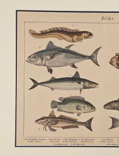 Fish Engraving Germany circa 1880 - 4289764