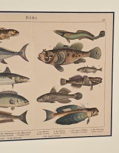 Fish Engraving Germany circa 1880 - 4289771
