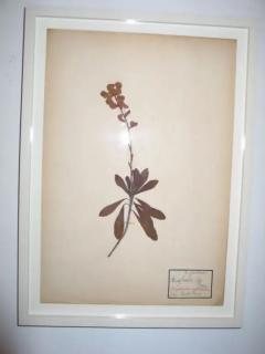 Five French Dried Pressed and Framed Botanical Specimens - 4108773
