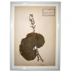 Five French Dried Pressed and Framed Botanical Specimens - 4108848