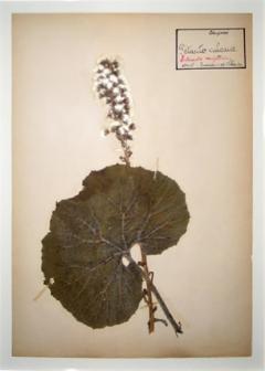 Five French Dried Pressed and Framed Botanical Specimens - 4108880