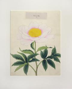 Fizi Japanese Peony - 2080624