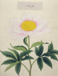 Fizi Japanese Peony - 2080625