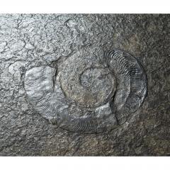 Fossil Embossed Table on Chromed Steel Base 1970s - 297326