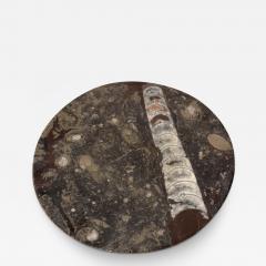 Fossilized Stone Plate 8  - 3487620