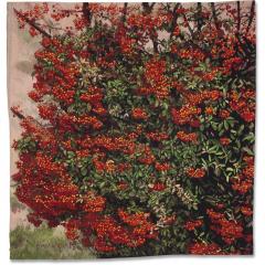 Fr d rique Bachellerie Pyracantha - 4040472