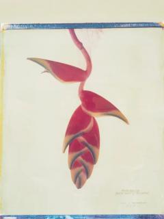 Framed Botanical Print By Linda L Broadfoot - 4140197
