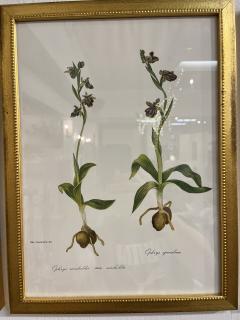 Framed Botanicals by Niki Goulandris 12 available - 4125765