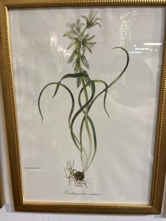 Framed Botanicals by Niki Goulandris 12 available - 4125766