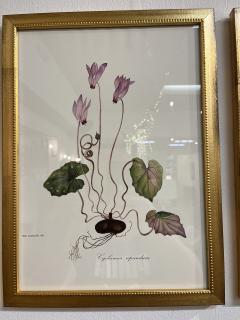 Framed Botanicals by Niki Goulandris 12 available - 4125767