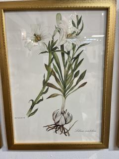 Framed Botanicals by Niki Goulandris 12 available - 4125768
