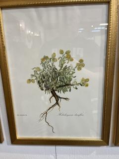 Framed Botanicals by Niki Goulandris 12 available - 4125769