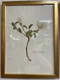 Framed Botanicals by Niki Goulandris 12 available - 4125770