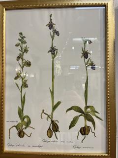 Framed Botanicals by Niki Goulandris 12 available - 4125771