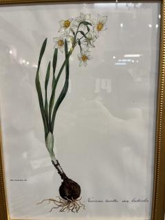 Framed Botanicals by Niki Goulandris 12 available - 4125772