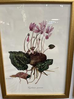 Framed Botanicals by Niki Goulandris 12 available - 4125773