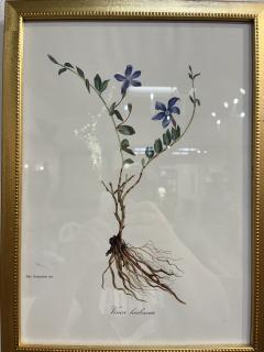 Framed Botanicals by Niki Goulandris 12 available - 4125774