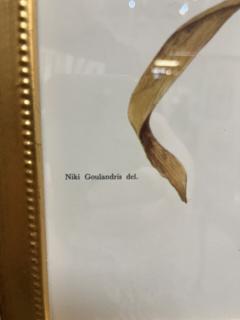 Framed Botanicals by Niki Goulandris 12 available - 4125776